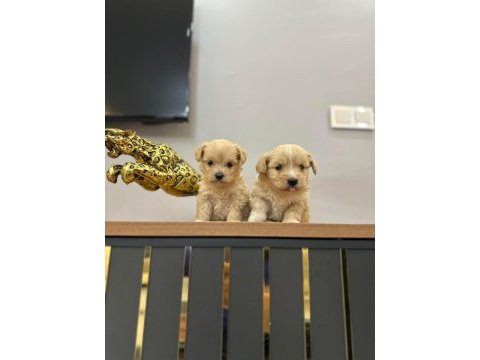Maltipoo yavrularımız yeni ailelerini bekliyor