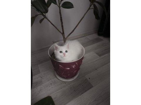 British shorthair kedilerimiz