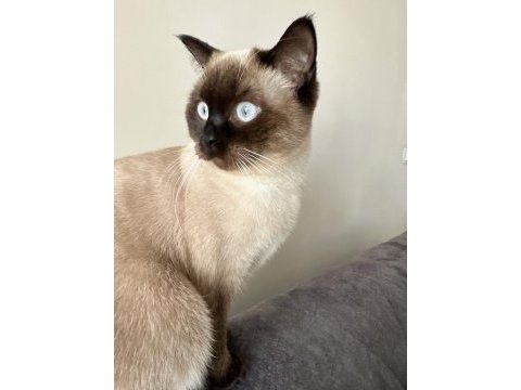 1 yaşında dişi british shorthair