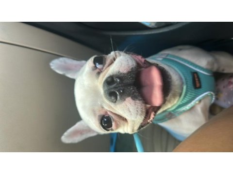Ücretsiz dişi french bulldog