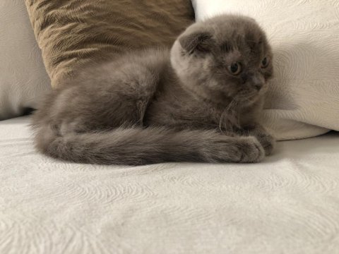 Sevimli dostum duman scottish fold