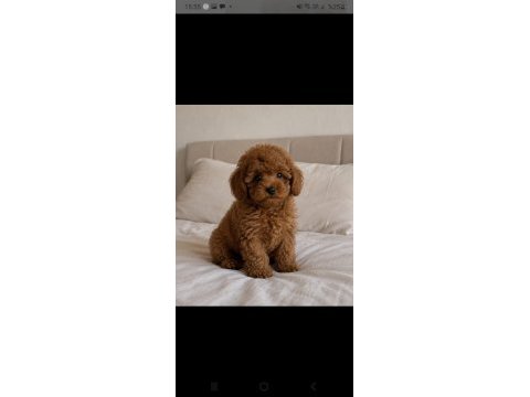 Poodle yakışıklımız