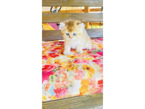 Nyv11 toparlak surat, mavi gözlü british shorthair