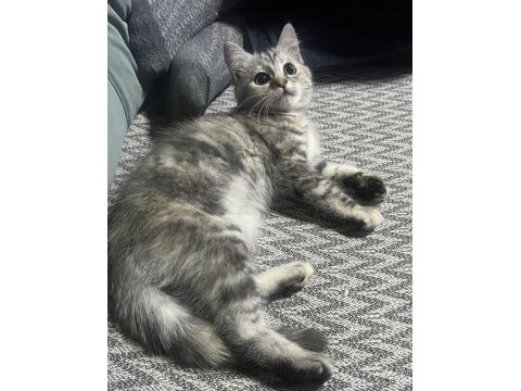 Chinchilla kırması 2.5 aylık yavru