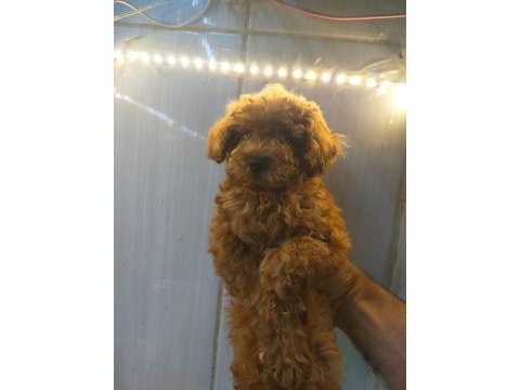 Sevimli ve oyuncu poodle yavrularımız