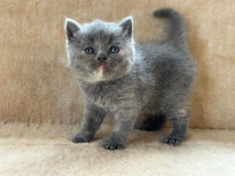 Eşsiz güzellikte blue british shorthair