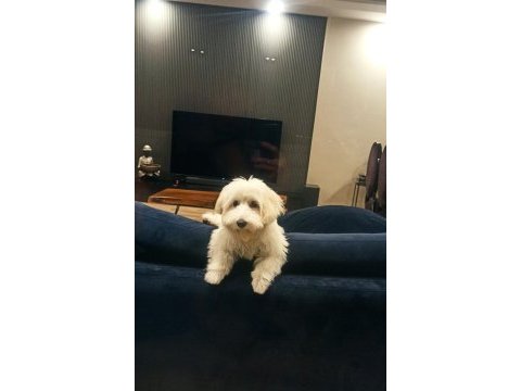 İzmir maltese köpeğimiz