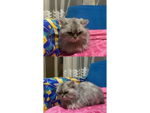 Scottish fold oscar için yuva arıyoruz