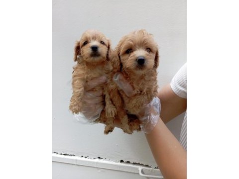 Muhteşem maltipoo yavrularımız