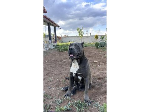 Sahiplendirilmeye hazır cane corso yavrular