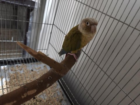 Damızlık erkek konur dna belgeli
