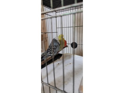 Sağlıklı hazır kurulu çift kuşlar yok pahasına acil