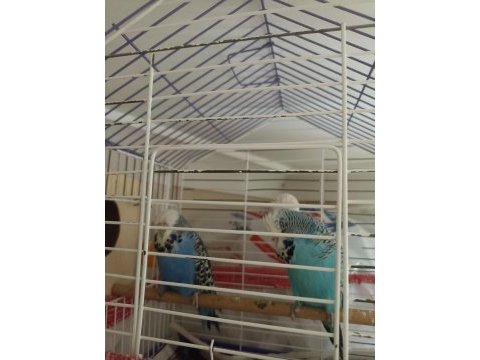Show jumbo muhabbet kuşu