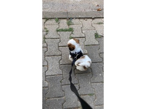 Karamel shih tzu