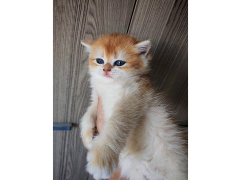 Altın rengi golden dişi yavru british shorthair