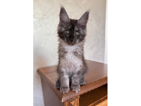 Dev black smoke erkek maine coon