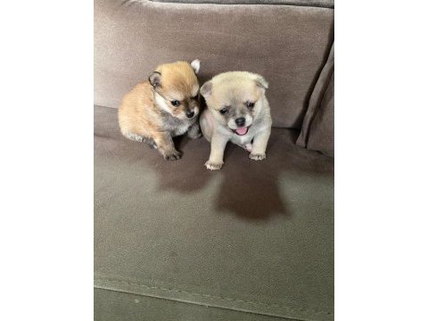 Pomeranian boo bir dişi bir erkek