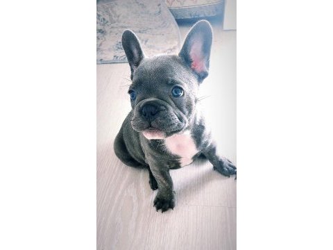 Orjinal blue french bulldog dişi 2 aylık