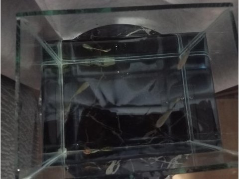 Damızlık lepistes