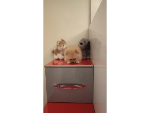 3 aylık dişi pomeranian
