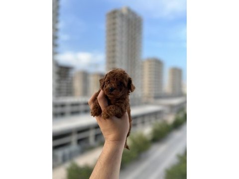 Mini boy toy poodle