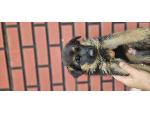 Fci scr alman çoban köpeği
