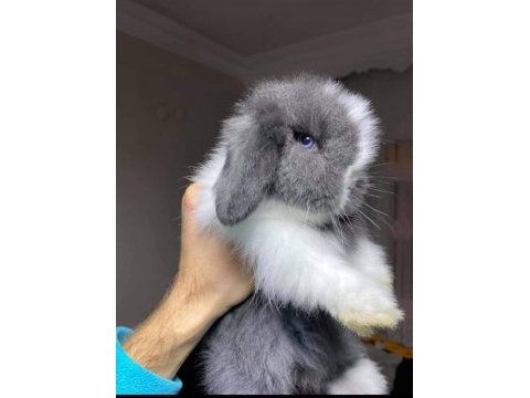 Hollanda lop tavşanları
