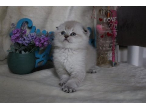 British shorthair ve scottish fold