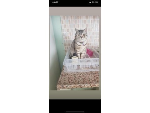13 aylık dişi british shorthair aşıları tam