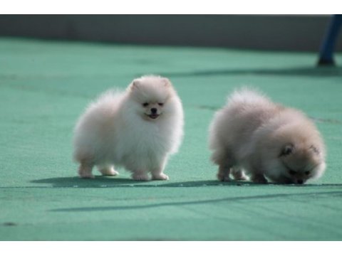Pomeranian boo yavrular anne baba şecereli