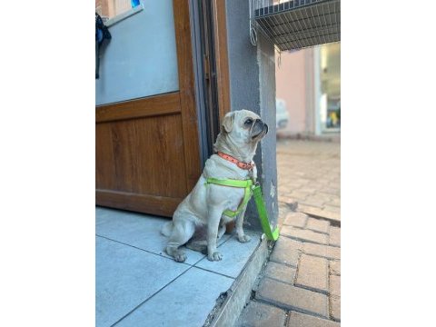 Egzotik üretmek isteyenlere fırsat white pug mops dişi