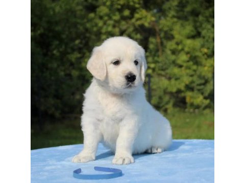 Golden retriever yavrular için ulaşabilirsiniz