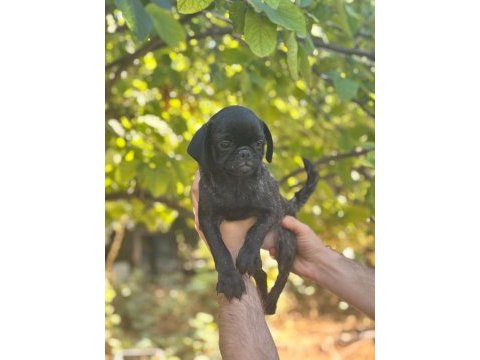 Egzotik dişi brindle pug yavrusu