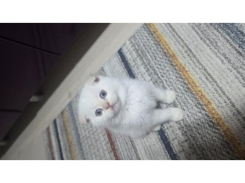 Güzel gözlü scottish fold kedimiz