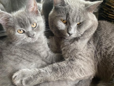 British shorthair yavruları