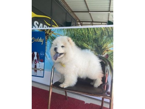 Orjinal sağlık ve ırk garantili çin aslanı bebeğimiz