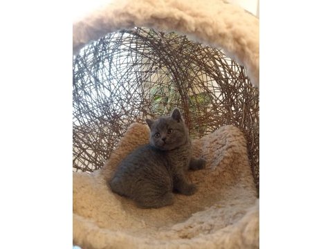 Koca kafalı yavru british shorthair