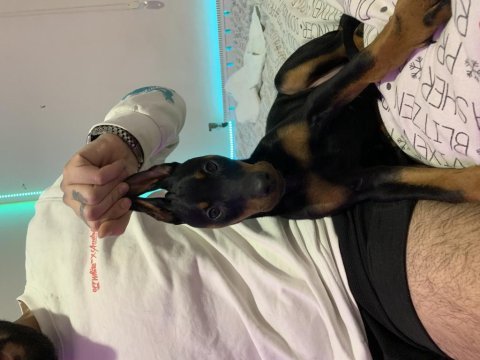 Doberman köpeği 1,5 aylık kayseri