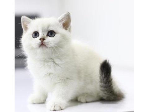 Gülen british longhair tostikler