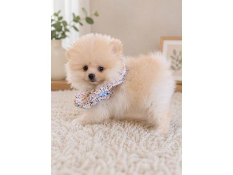 Pomeranian yavrularımız ped eğitimli