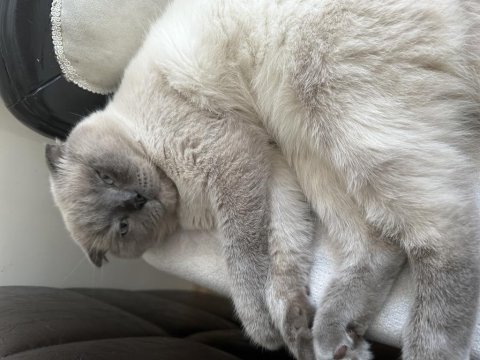 Ücretsiz scottish fold blue point