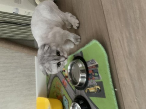 4-5 aylık eğitimli scottish fold kırık kulak