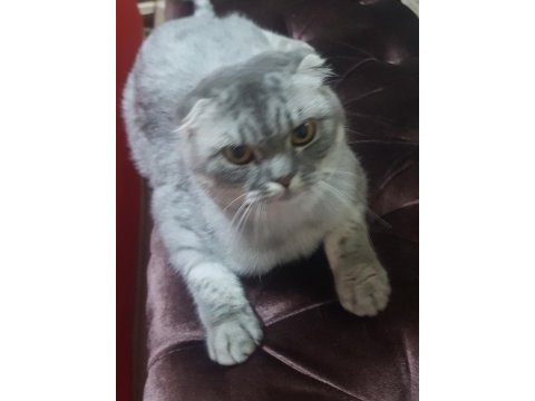 Sahibinden silver black scottish fold
