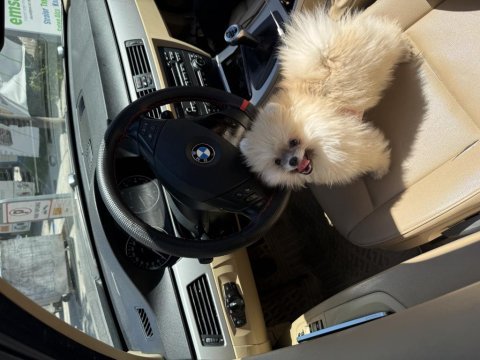 4 aylık dişi pomeranian boo