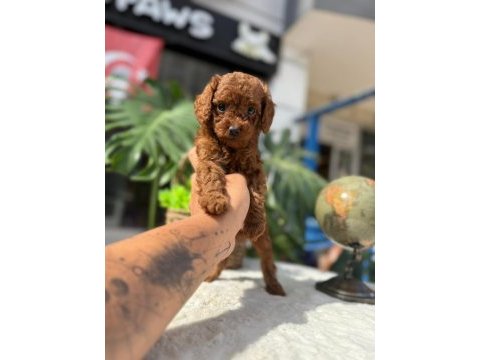 Littlepaws farkı ile korean redbrown poodle