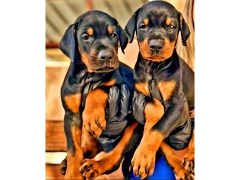 Doberman yavrularımız