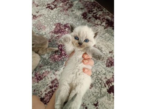 Safkan kaliteli blue ve bluepoint british shorthair yavrular