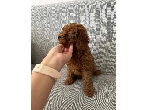 Orijinal toy poodle bebekleri