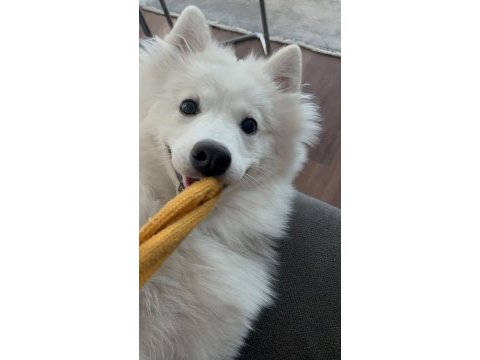 9 aylık eğitimli dişi samoyed sahiplendirme