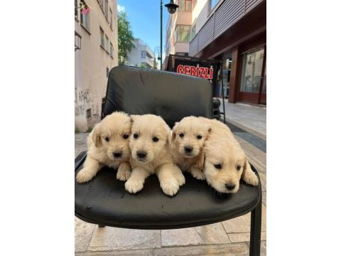 Golden retriever yavrularım sağlık ve ırk garanntili